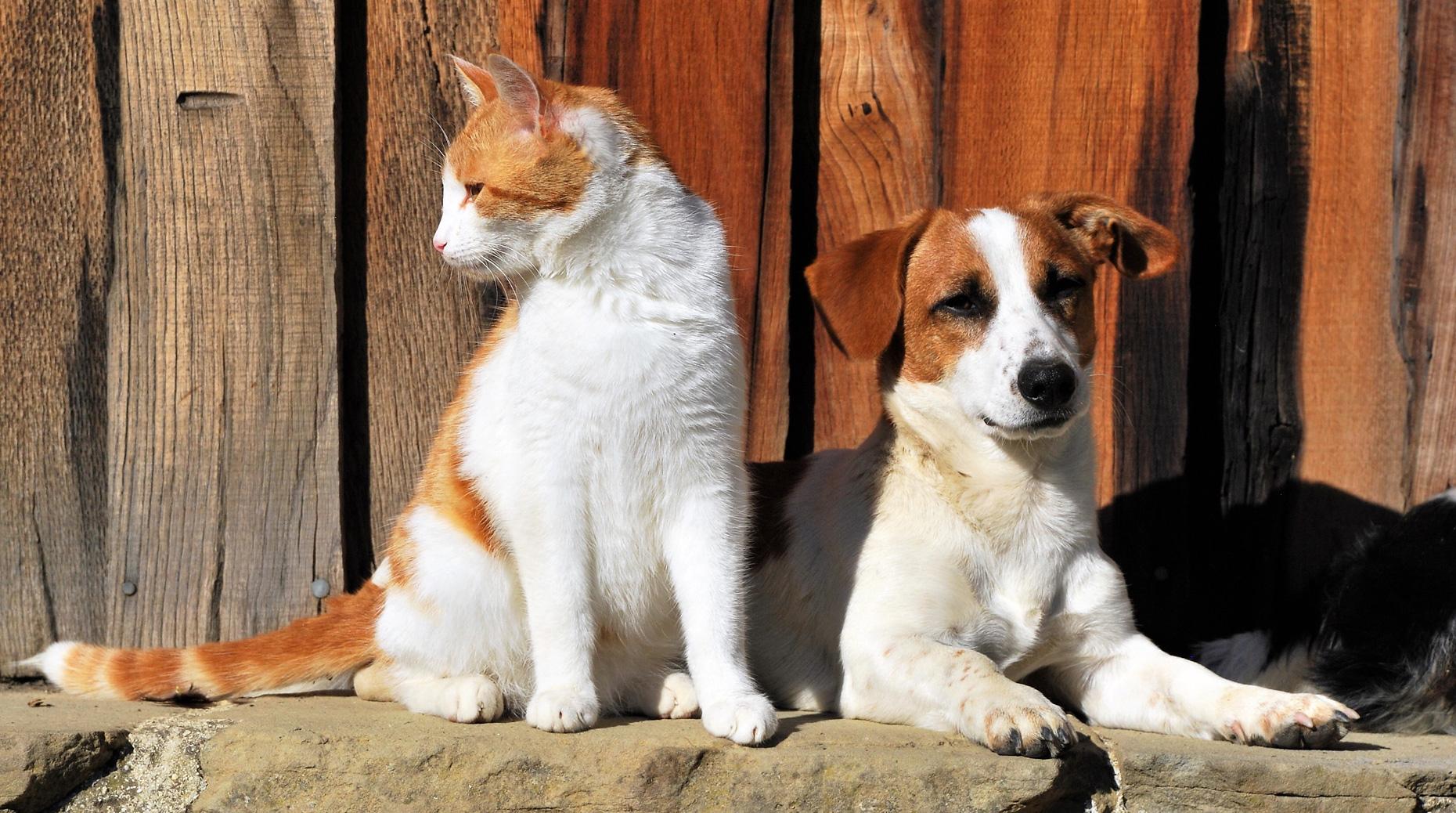 Assurance animale : Afi-Esca et Esthima lancent un contrat obsèques
