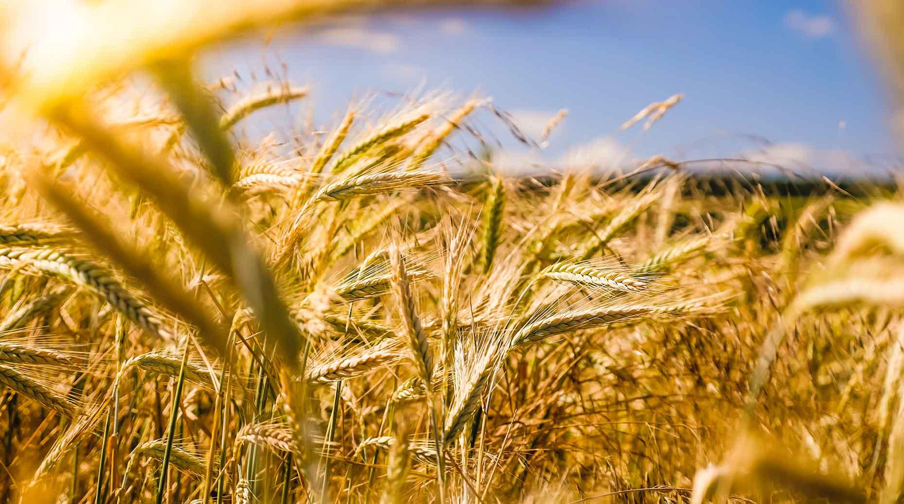 Visuel Résultats 2025 : Agrica confirme son accélération