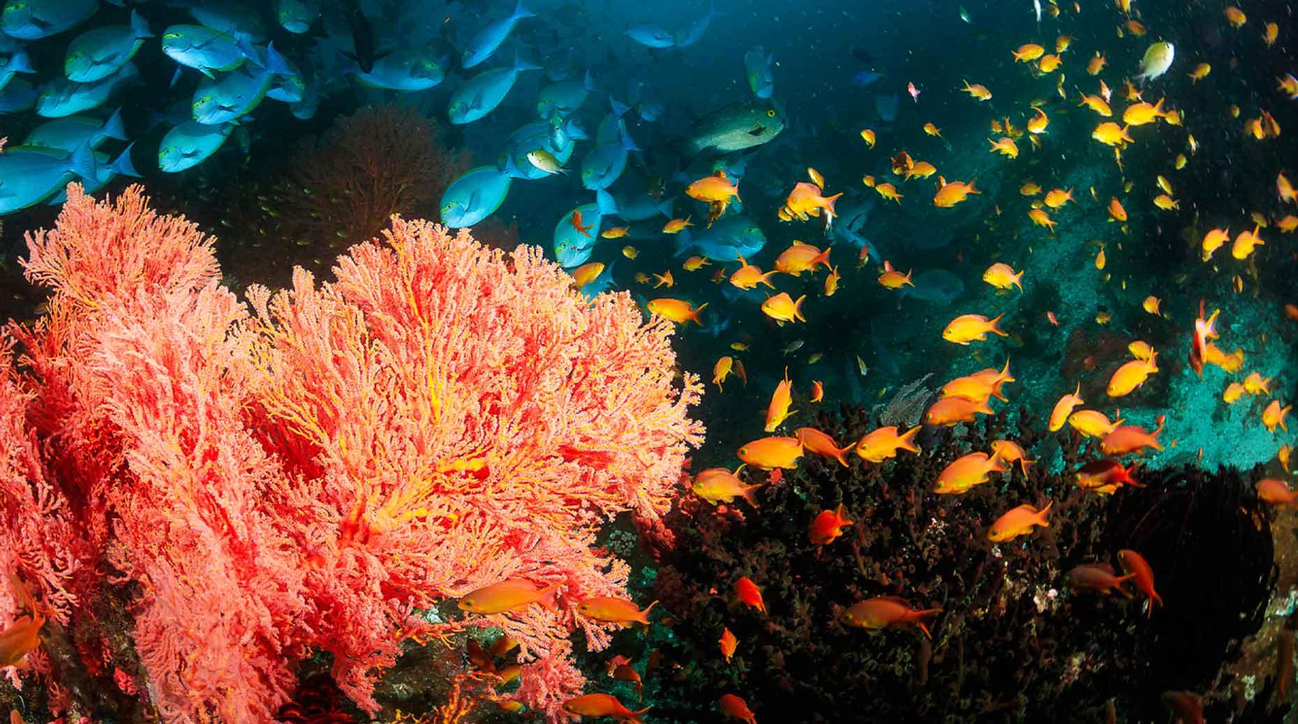 Visuel Biodiversité : Scor renforce ses restrictions sur le GNL