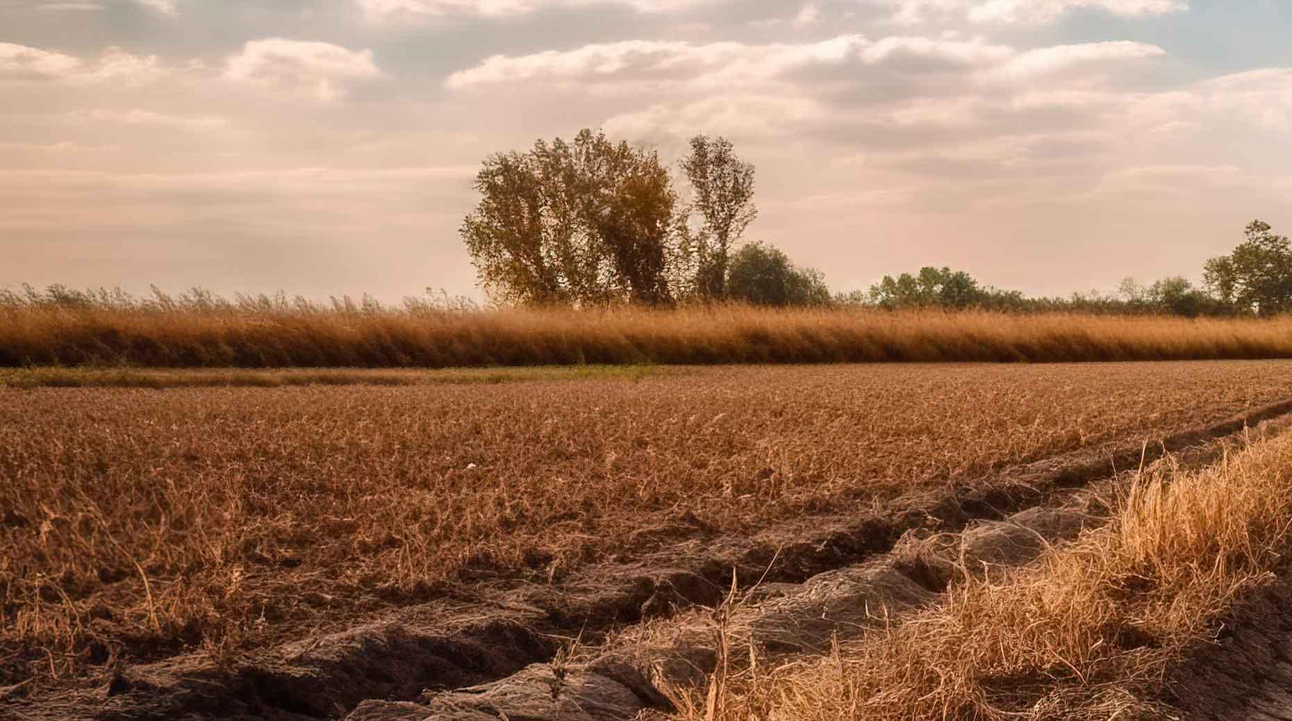 Article Canicule : Les assureurs sur le pont pour les agriculteurs