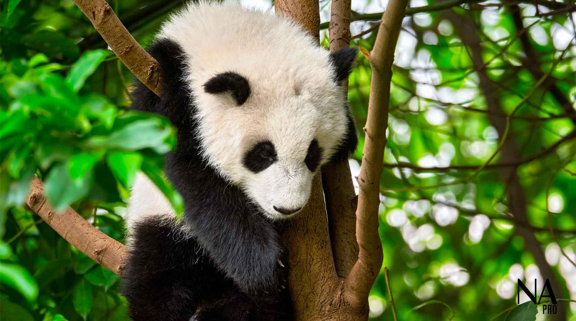 Visuel Transition écologique : WWF France cible l’assurance vie