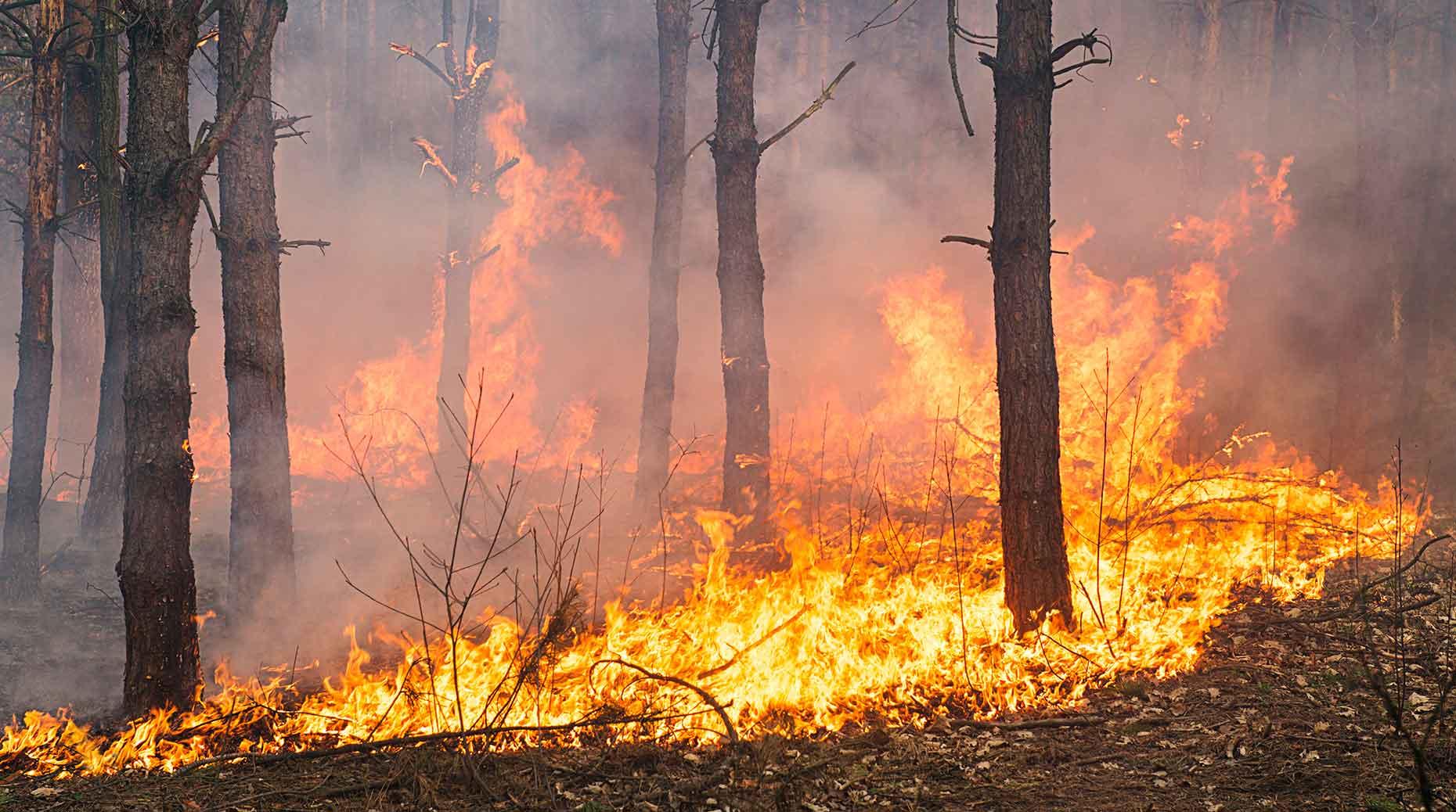 Incendies : Au moins 500 millions d’euros de dommages assurés