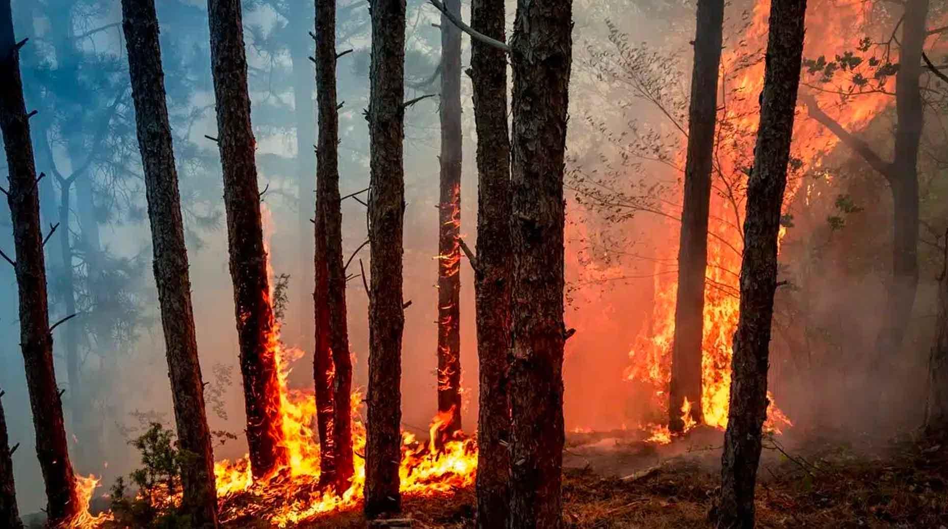 Incendies en Gironde : L’exécutif met la pression aux assureurs