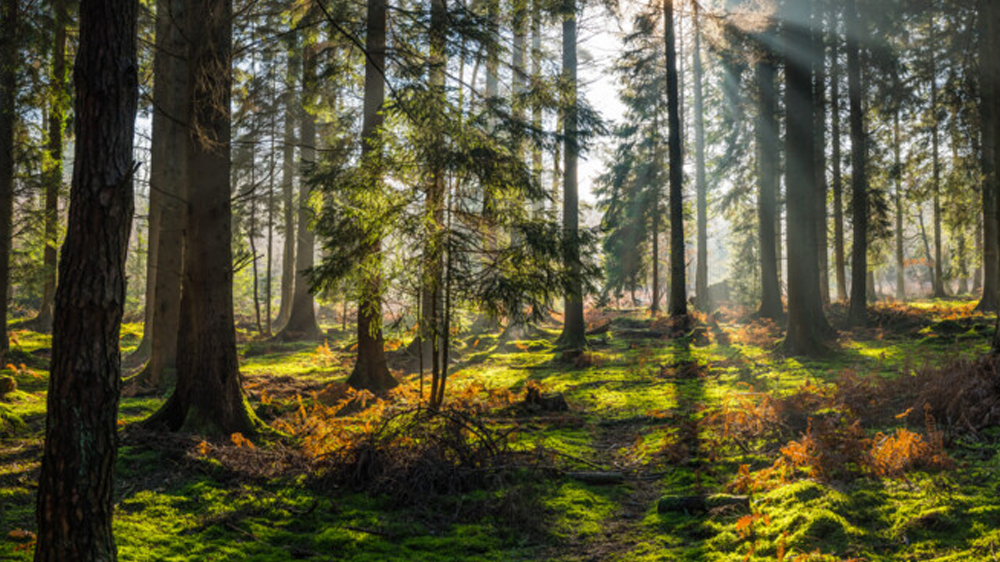 Cinq ans d’engagement pour les forêts : Generali Wealth Solutions et le Réseau Salarié Generali en actions